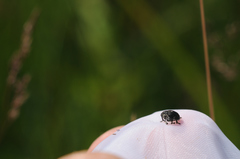 Mononychus punctumalbum