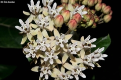 Asclepias otarioides