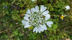 Scandix pecten-veneris