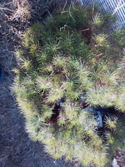 Tracheophyta