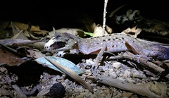 Carphodactylus laevis