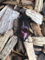 Parallelostethus attenuatus