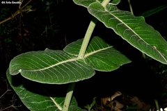Asclepias otarioides