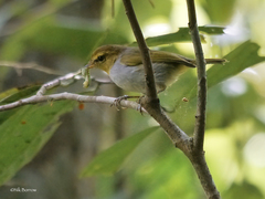 Phylloscopus ruficapilla