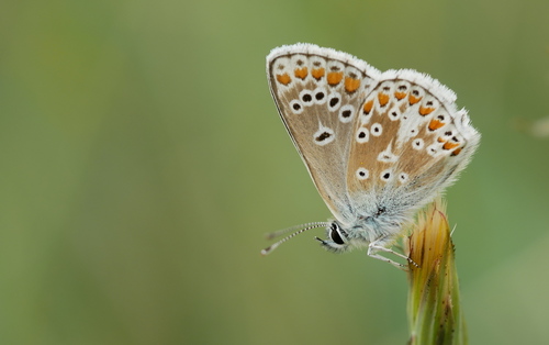 Brown Argus, 6731 Otterlo, Nederland, photo 9 of 10