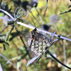 Synanthedon myopaeformis