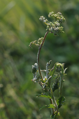 Podosphaera fuliginea