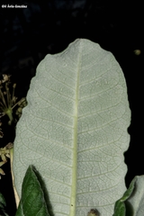Asclepias otarioides