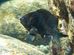 Plectroglyphidodon sindonis