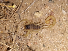 Hadruridae