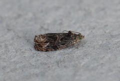 Olethreutes nigranum