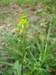 Rorippa indica