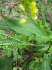 Rorippa indica