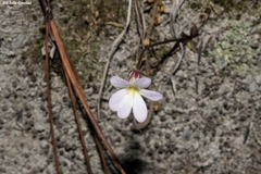 Pinguicula parvifolia