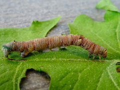 Hypomecis punctinalis