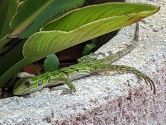 Ctenosaura similis