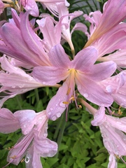 Amaryllis belladonna
