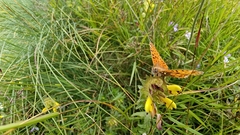 Boloria graeca