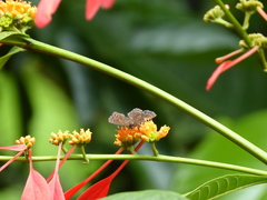 Riodinidae