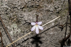 Pinguicula parvifolia