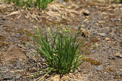 Carex spectabilis