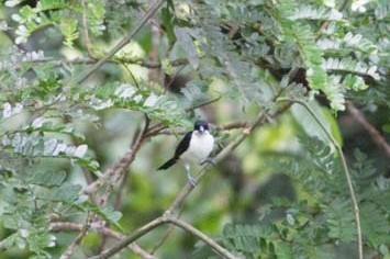 iNaturalist image