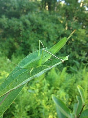 Neoconocephalus nebrascensis