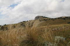 Stipa lithophila