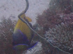 Pomacanthus navarchus