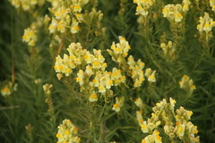 Linaria