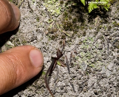 Pinguicula parvifolia