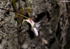 Pinguicula parvifolia