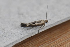 Scythris limbella