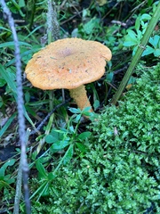 Pholiota