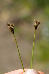 Carex preslii