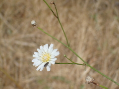 Anambodera