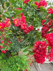 Lagerstroemia indica