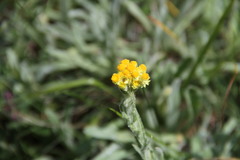 Helichrysum graveolens