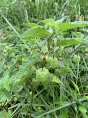 Physalis longifolia