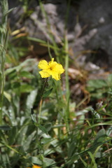 Helianthemum oelandicum orientale