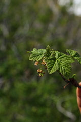 Ribes acerifolium