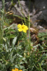 Helianthemum oelandicum orientale