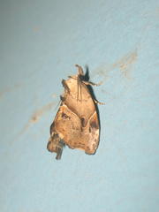 Euwilemania angulata