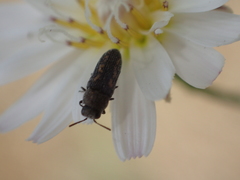 Anambodera