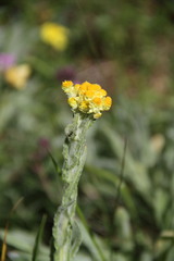 Helichrysum graveolens