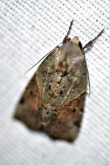 Gonodes liquida