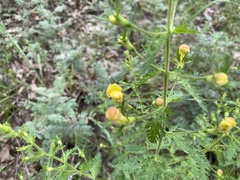 Aureolaria pedicularia