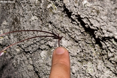 Pinguicula parvifolia