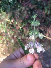 Collinsia tinctoria