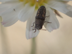 Anambodera
